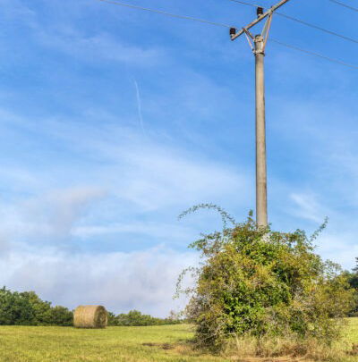 vegetation growing close to power pole