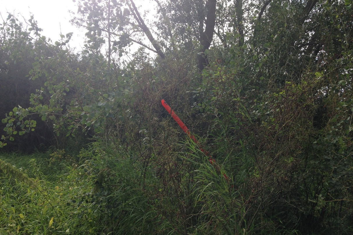 guy wire hidden in foliage